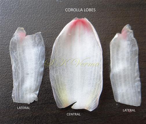  Corolla lobes